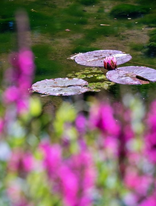 Waterlily at Longstock Park Water Garden