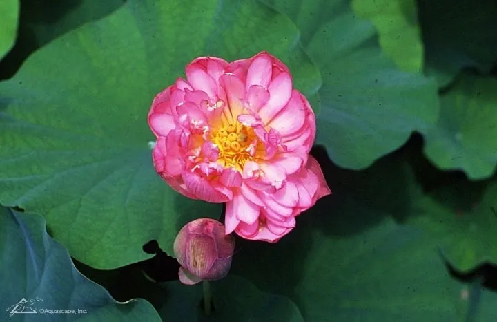 Lotus 'Momo Boton' - lotus flower