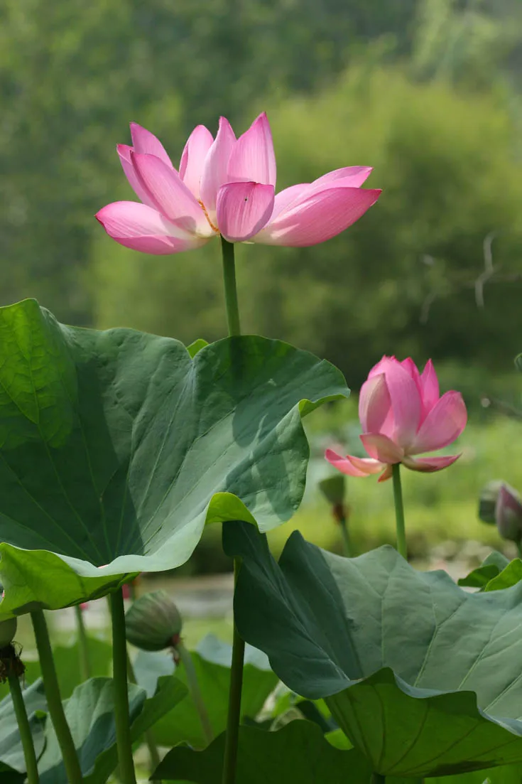 Lotus and Lotus Bud