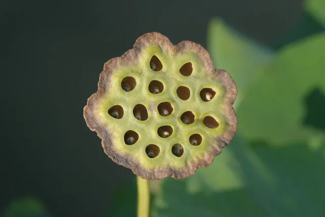 Lotus Seed Pod