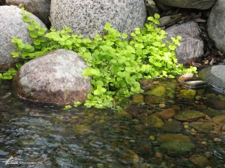 Creeping Jenny in pond