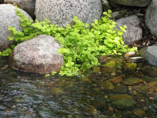 Creeping Jenny - also known as Moneywort