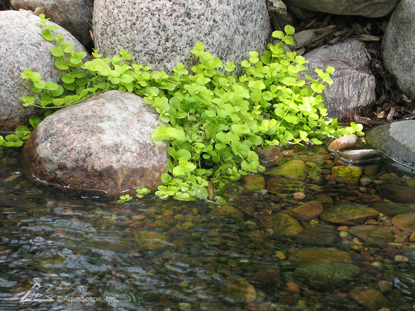 Creeping Jenny Pond Plants