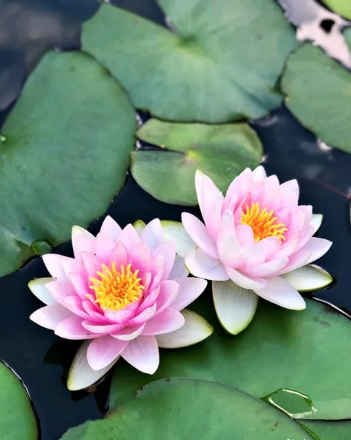 Nymphaea Madame Wilfron Gonnere - Hardy Waterlily