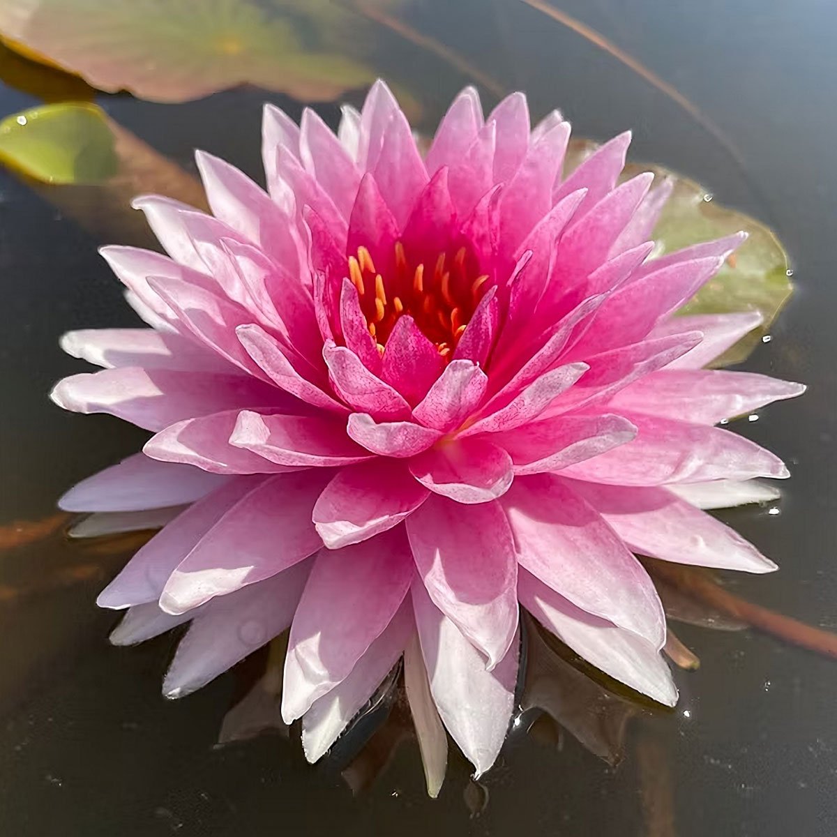 Mahasombut AO Nymphaea 'Mahasombut'