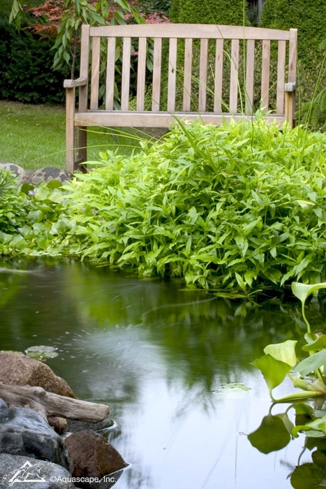 Serene Koi Pond