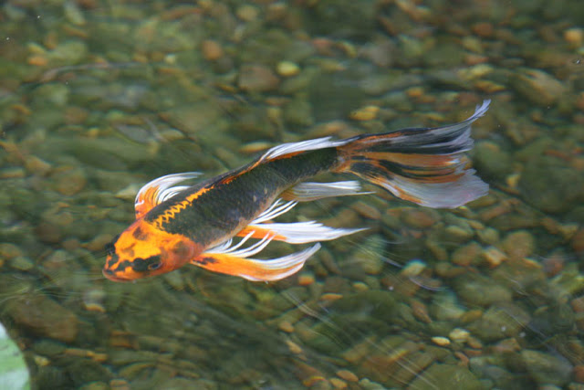 This beautiful butterfly koi pond fish is a prized possession named Marathon. 