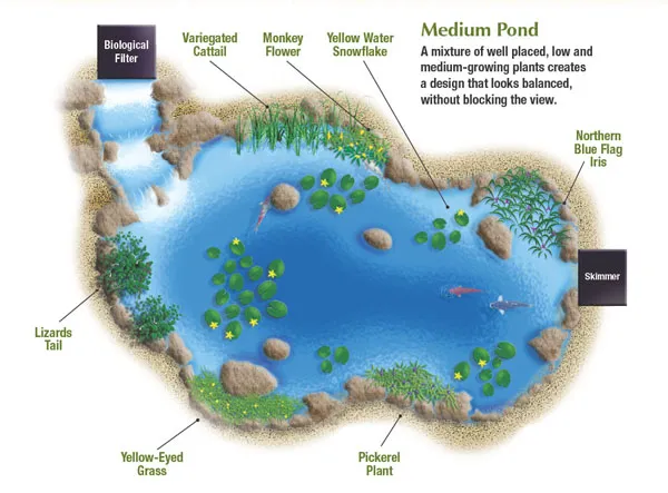 How to Plant a Medium Pond