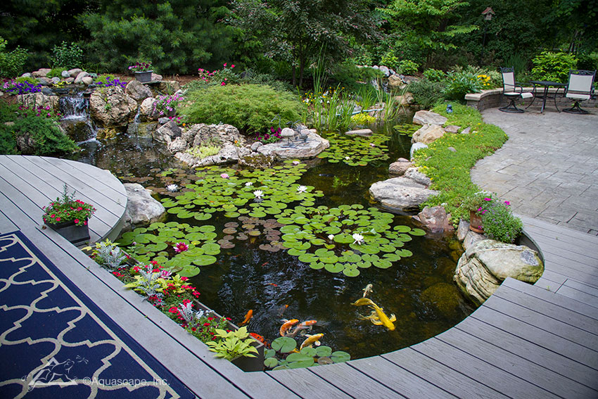 There is always the option to fully submerge yourself in the water garden lifestyle and transform your entire backyard into a beautiful aquatic getaway. 