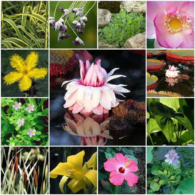 Aquatic Plants