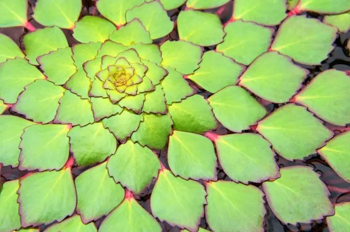 Mosaic plant and lesser-known pond plants