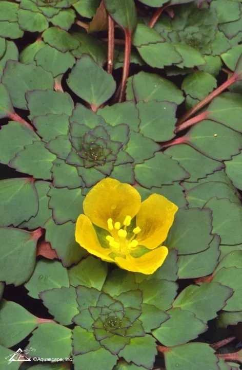 Yellow Mosaic Plant for the Pond