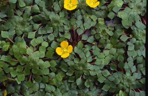 10 Popular Pond Plants - Mosaic Plant