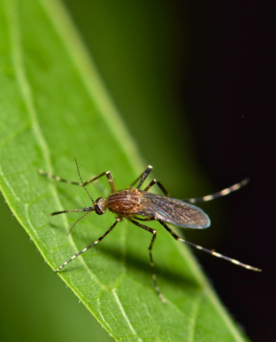 Mosquito on green leaf in garden
