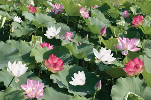 Nelumbo Assorted Lotus