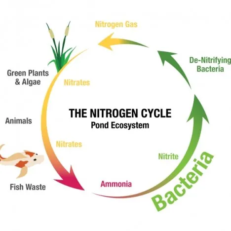 The nitrogen cycle of the pond ecosystem
