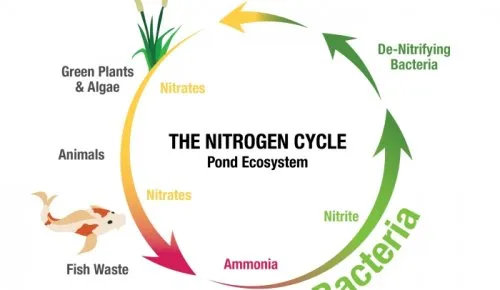 The nitrogen cycle of the pond ecosystem