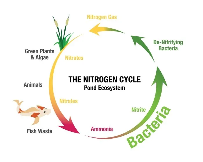 Understanding Your Pond's Nitrogen Cycle - Aquascape, Inc.