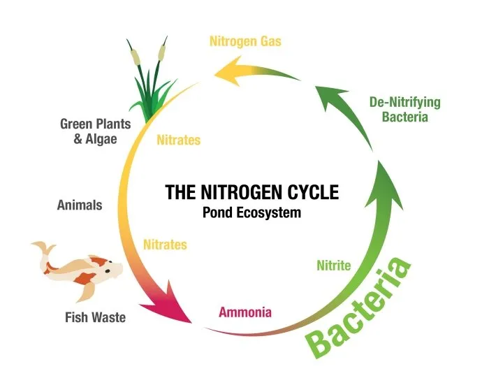 The Nitrogen Cycle (Aquatic) Sketch Notes by Jenna Mittman | TPT