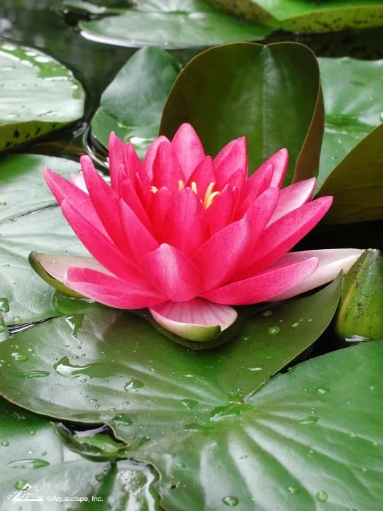 Nymphaea Red Attraction - water lily