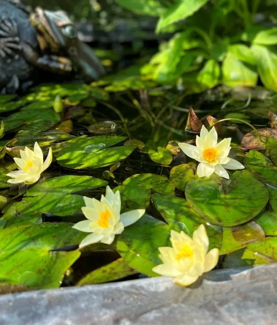 Nymphaea Helvola