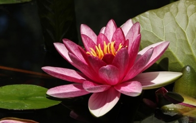 Two red water lilies