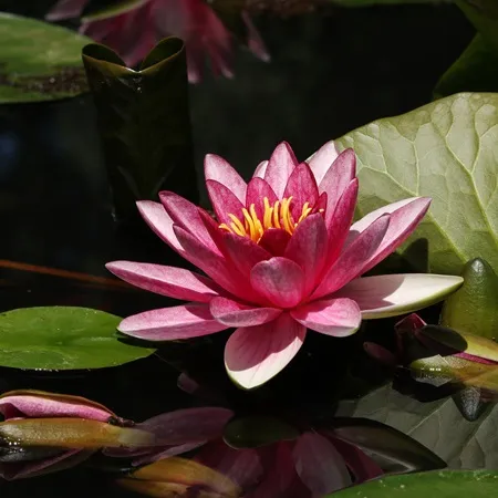 14 Shade Tolerant Water Lilies