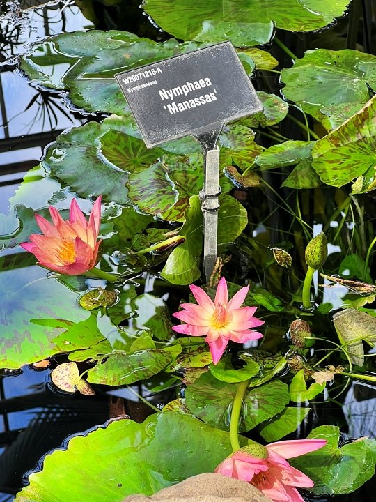 Nymphaea Manassas in the Glass House at RHS Wisley