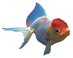 Oranda