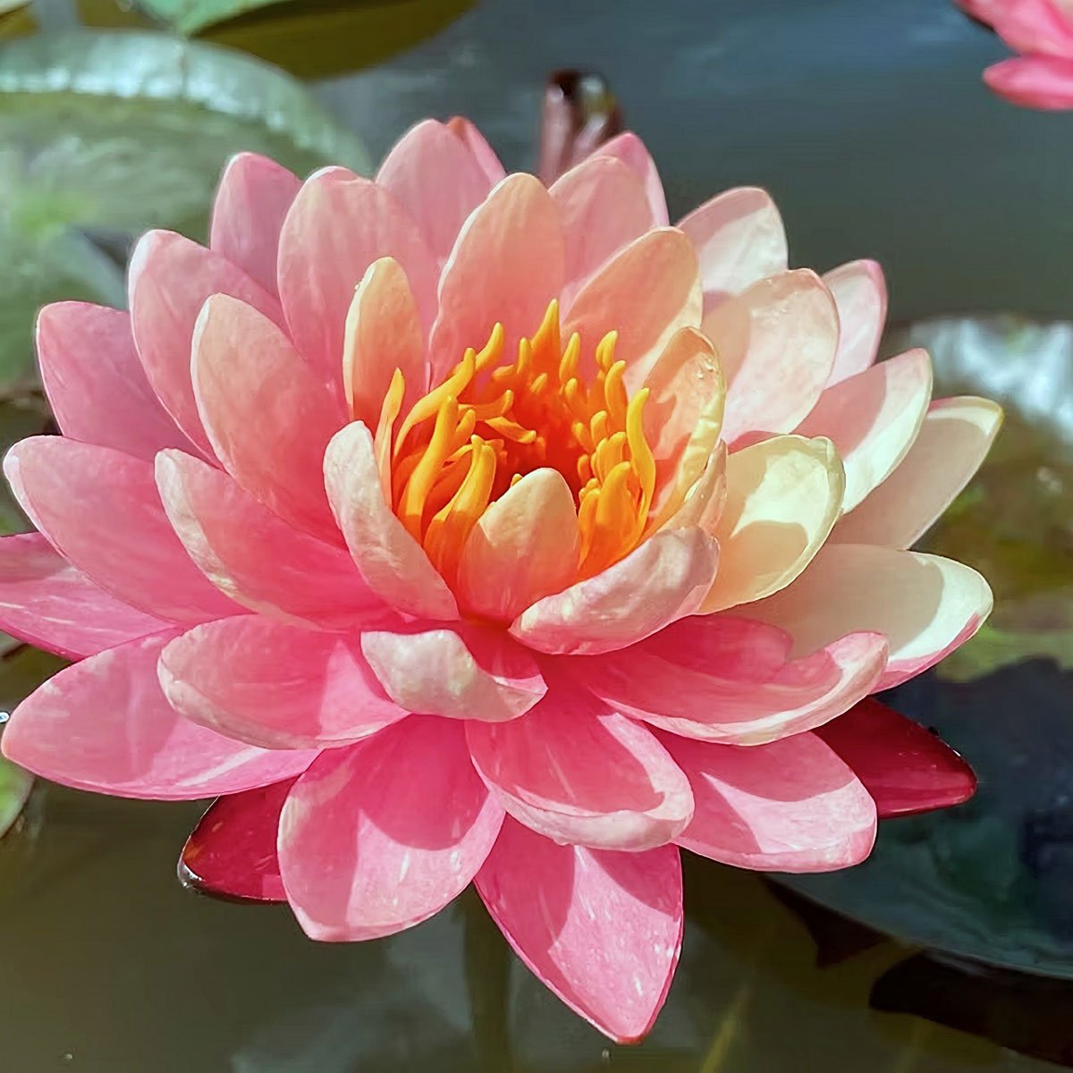 Panmongkal AO Nymphaea 'Panmongkal'