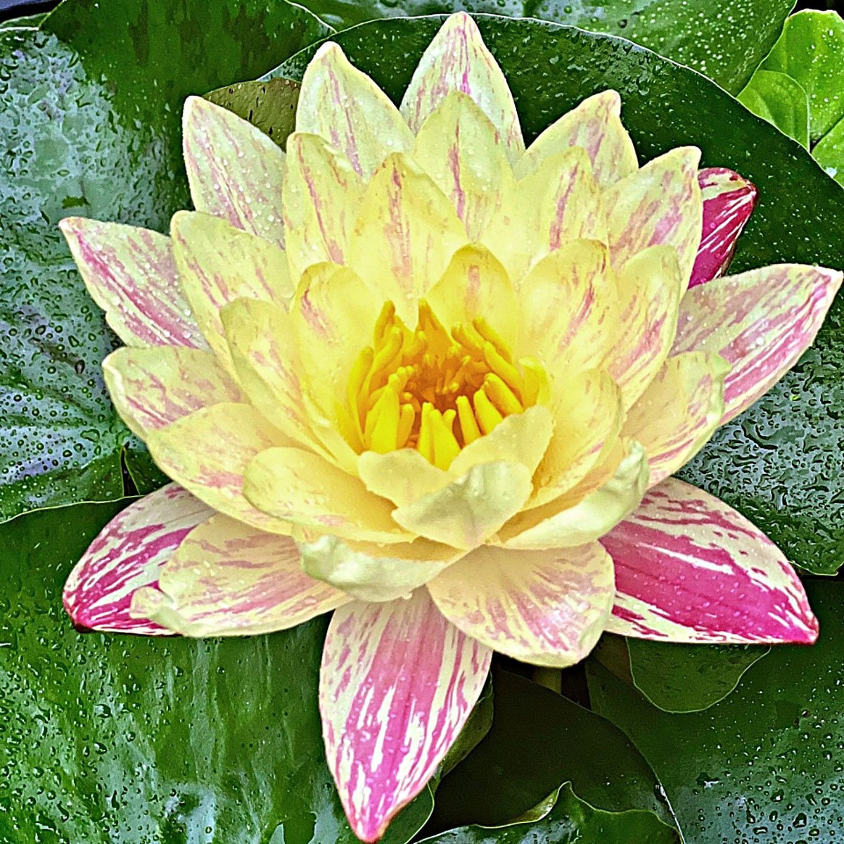 Paranee Nymphaea 'Paranee'