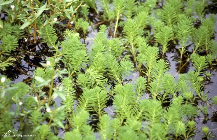 Parrot Feather in Pond