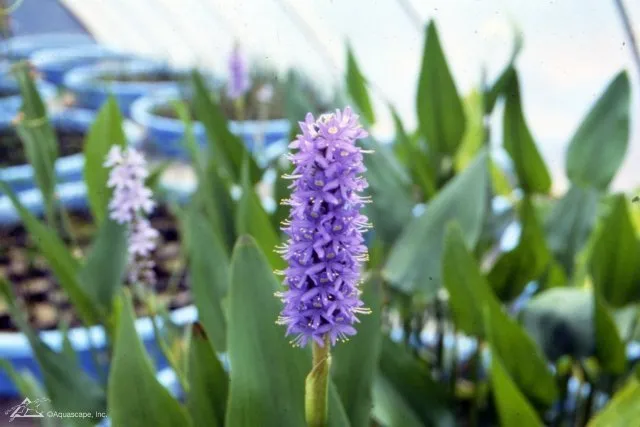 Pickerel Plant - Purple