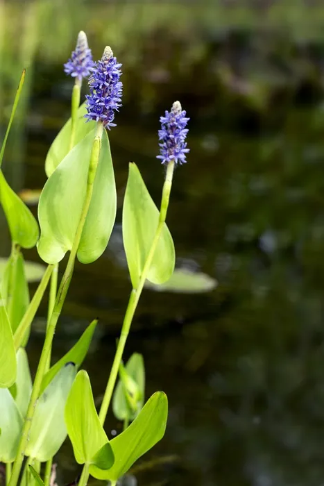 Blooming Purple Pickerel Weed 
