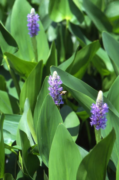 aquatic plants with their names