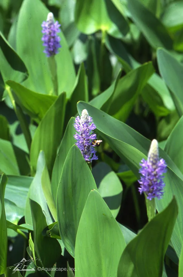 10 Invasive Pond Plants You Need to Know - Pickerel Weed