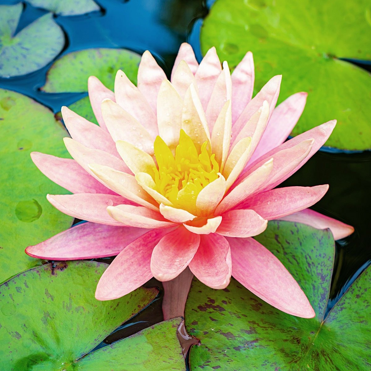 Pink Grapefruit Nymphaea 'Pink Grapefruit'