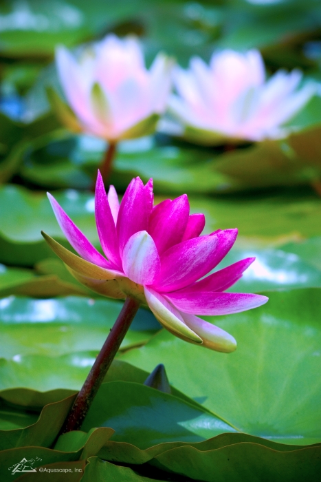 Pink and White Waterlilies in the Pond