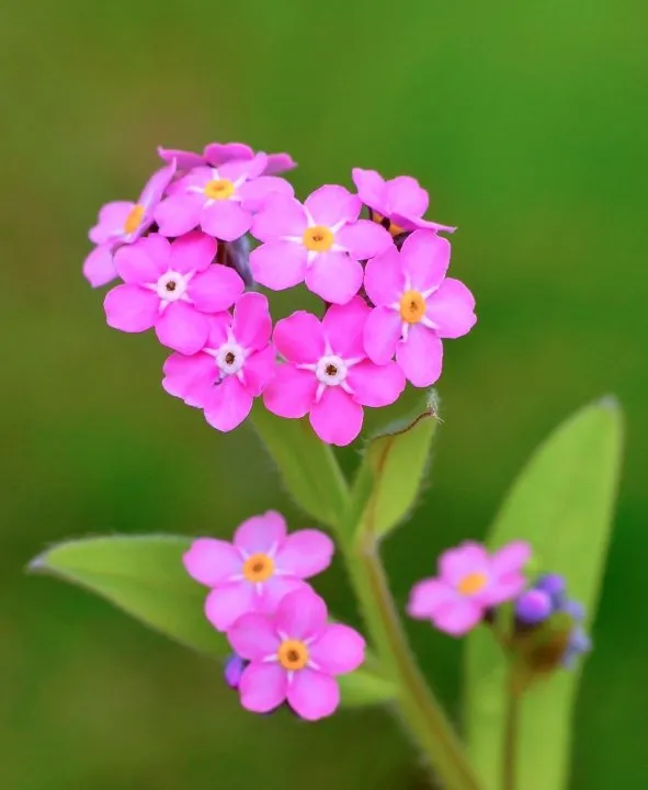 Pink Water Forget-Me-Not, Myosotis scorpoides