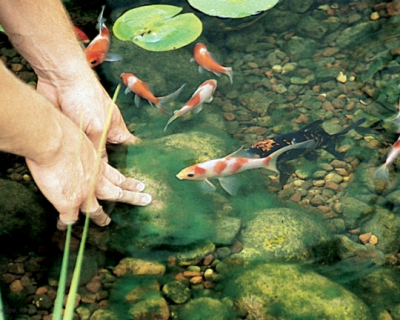 How to Treat and Control Pond Algae