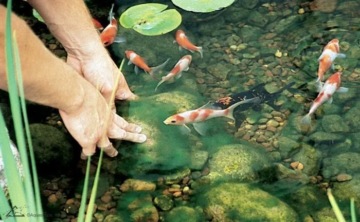 How to Treat and Control Pond Algae