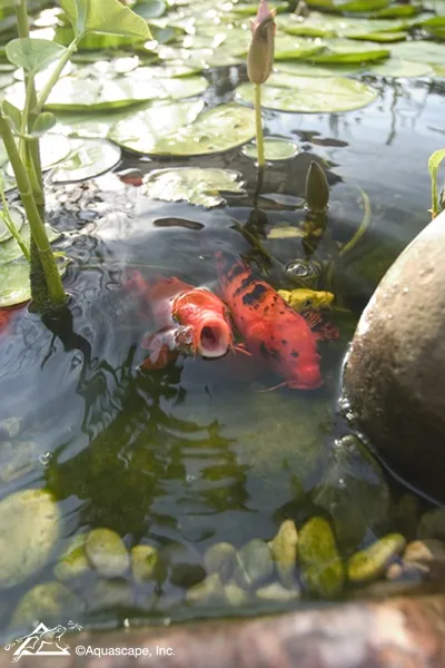 Basic Rules for Keeping Pond Fish and Koi