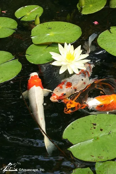Koi Swimming in Backyard Pond with Waterlilies
