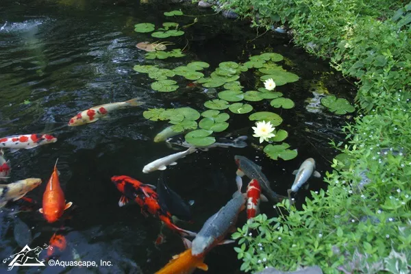 What fish do you put in a fish pond and why?