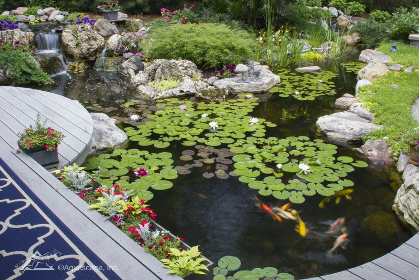 Koi Ponds And Water Gardens, How To Build A Big Garden Pond