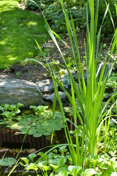 variety of pond plants