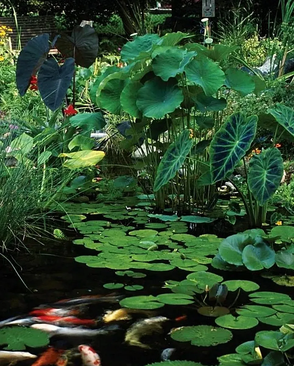 7 Tips for Planting Pond Plants Around Your Pond