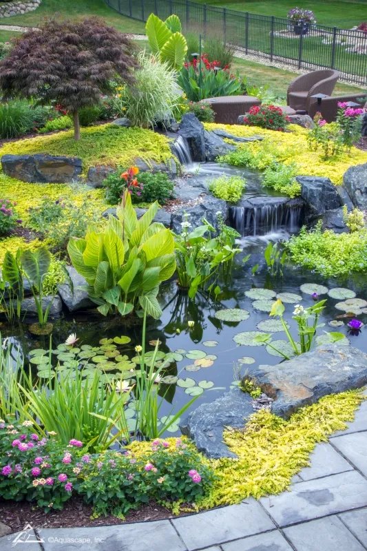 7 Tips For Planting Your Pond, Plants For Small Patio Pond