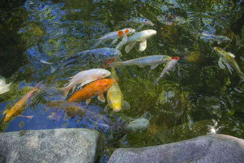 Pond Fish - Aquascape