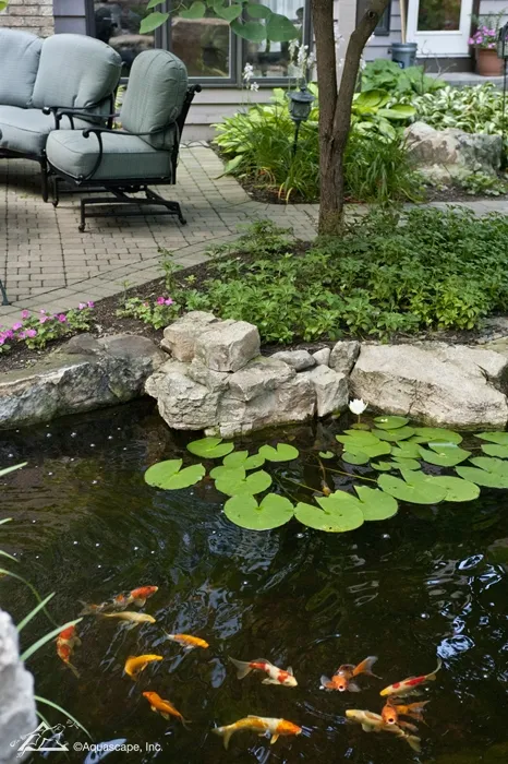 Backyard Koi Pond